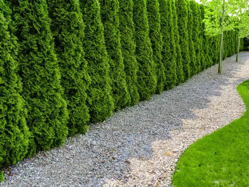 Die Wahl der optimalen Heckenpflanze für den Garten