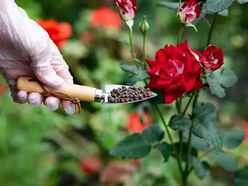 Rosenpflege: Blaukorn-Düngung – Vorzüge, Nachteile und optimale Anwendung