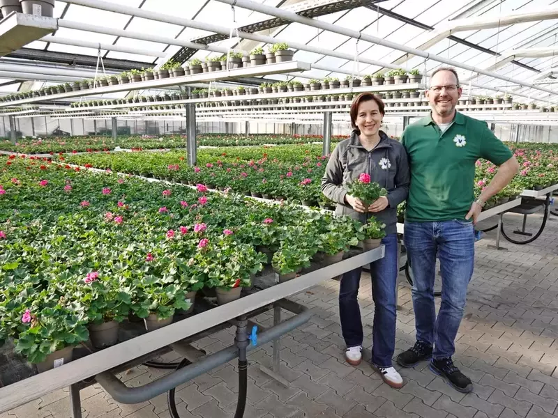 Die Gärtnerei Venneker: Pelargonien als Schlüssel zum Erfolg im Handel