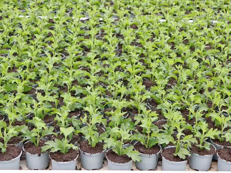 Praxisnahe Umsetzung der Torfreduktion im Gartenbau