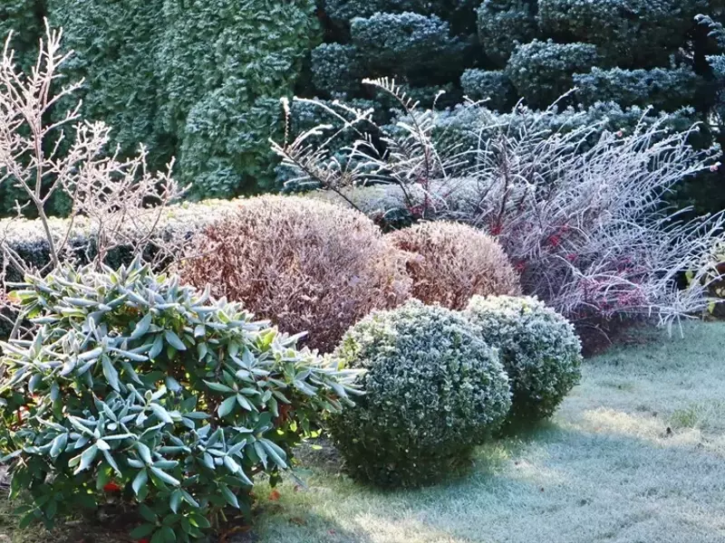 Ganzjährige Gartenpracht: Pflanzen, die den Winter verschönern