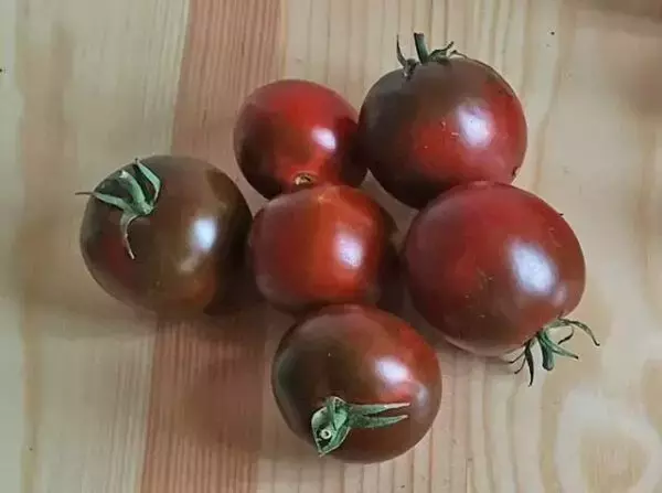 Tomatensuche für das Gewächshaus 2027