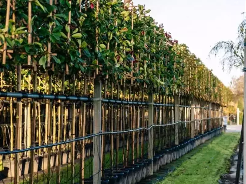 Hecke oder Spalierbaum: Die richtige Wahl für Ihre Gartengestaltung