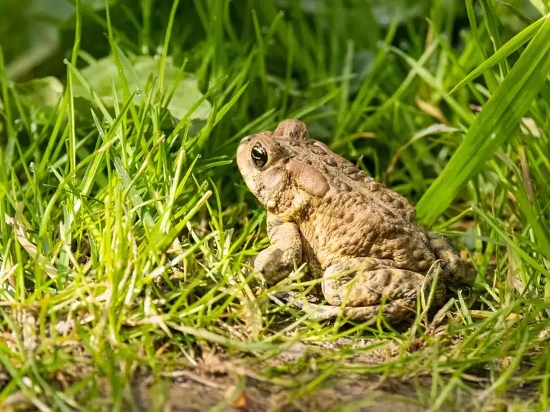 Erdkröten im Garten: Nützliche Helfer und ihr Schutz