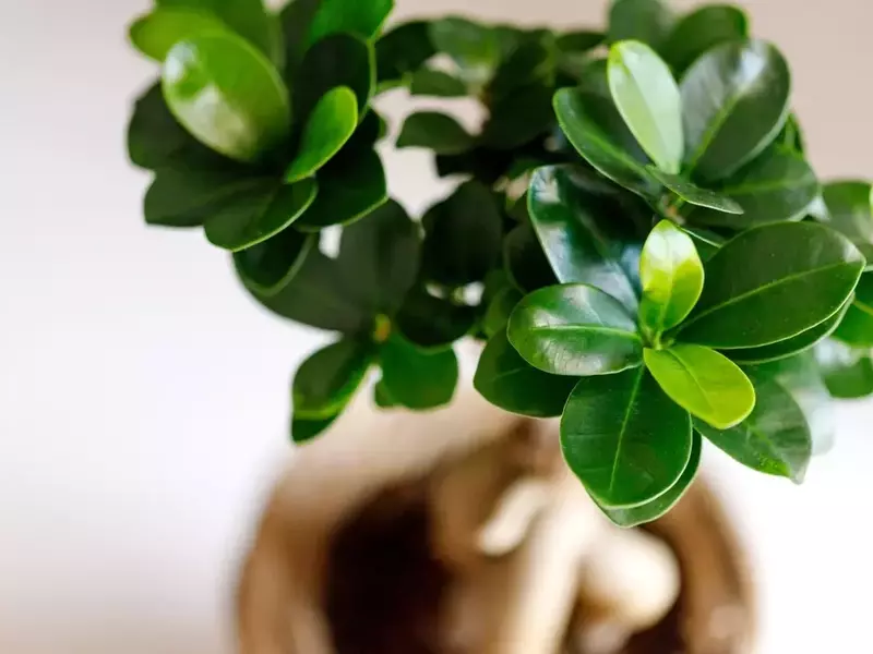Ficus Ginseng: Ursachen für Blattverlust und schnelle Hilfe
