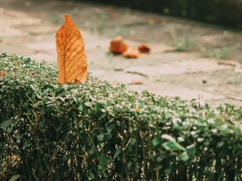 Hecke pflanzen im Herbst: Erfolgreicher Start vor dem Winter für eine prächtige Gartenhecke